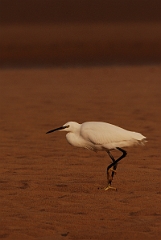 David Plant Photography - Wildlife Photographer - Little egret on the beach - F